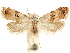  ( - CCDB-29467-G08)  @11 [ ] CreativeCommons - Attribution (2017) CBG Photography Group Centre for Biodiversity Genomics