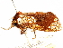  (Dudgeonea sp - CCDB-29468-A01)  @11 [ ] CreativeCommons - Attribution (2017) CBG Photography Group Centre for Biodiversity Genomics