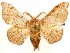  ( - CCDB-29468-A04)  @11 [ ] CreativeCommons - Attribution (2017) CBG Photography Group Centre for Biodiversity Genomics