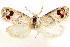  ( - CCDB-29468-C04)  @11 [ ] CreativeCommons - Attribution (2017) CBG Photography Group Centre for Biodiversity Genomics