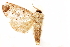  (Magulacra cleptes - CCDB-29468-C07)  @11 [ ] CreativeCommons - Attribution (2017) CBG Photography Group Centre for Biodiversity Genomics