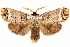  ( - CCDB-29468-C09)  @14 [ ] CreativeCommons - Attribution (2017) CBG Photography Group Centre for Biodiversity Genomics