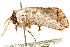  ( - CCDB-29468-C10)  @12 [ ] CreativeCommons - Attribution (2017) CBG Photography Group Centre for Biodiversity Genomics