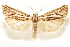  ( - CCDB-29468-E03)  @11 [ ] CreativeCommons - Attribution (2017) CBG Photography Group Centre for Biodiversity Genomics