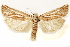 ( - CCDB-29468-E04)  @11 [ ] CreativeCommons - Attribution (2017) CBG Photography Group Centre for Biodiversity Genomics