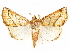  ( - CCDB-29469-A12)  @11 [ ] CreativeCommons - Attribution (2017) CBG Photography Group Centre for Biodiversity Genomics