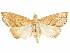  ( - CCDB-29469-B01)  @11 [ ] CreativeCommons - Attribution (2017) CBG Photography Group Centre for Biodiversity Genomics
