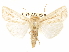  ( - CCDB-29469-C05)  @11 [ ] CreativeCommons - Attribution (2017) CBG Photography Group Centre for Biodiversity Genomics