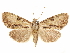  ( - CCDB-29469-D03)  @11 [ ] CreativeCommons - Attribution (2017) CBG Photography Group Centre for Biodiversity Genomics