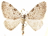  (Perizoma costiguttata - CCDB-29469-D05)  @14 [ ] CreativeCommons - Attribution (2017) CBG Photography Group Centre for Biodiversity Genomics
