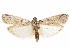  ( - CCDB-29469-E03)  @11 [ ] CreativeCommons - Attribution (2017) CBG Photography Group Centre for Biodiversity Genomics