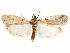  ( - CCDB-29469-E04)  @11 [ ] CreativeCommons - Attribution (2017) CBG Photography Group Centre for Biodiversity Genomics