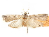  ( - CCDB-29469-E05)  @11 [ ] CreativeCommons - Attribution (2017) CBG Photography Group Centre for Biodiversity Genomics