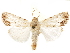  (Catabena terminellus - CCDB-29469-G04)  @14 [ ] CreativeCommons - Attribution (2017) CBG Photography Group Centre for Biodiversity Genomics