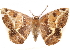  (Oxydia hoguei - CCDB-29470-A12)  @11 [ ] CreativeCommons - Attribution (2017) CBG Photography Group Centre for Biodiversity Genomics