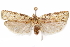  (Mothonica fluminata - CCDB-29470-B11)  @11 [ ] CreativeCommons - Attribution (2017) CBG Photography Group Centre for Biodiversity Genomics