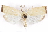 ( - CCDB-29470-D04)  @11 [ ] CreativeCommons - Attribution (2017) CBG Photography Group Centre for Biodiversity Genomics