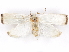  ( - CCDB-29470-D06)  @11 [ ] CreativeCommons - Attribution (2017) CBG Photography Group Centre for Biodiversity Genomics