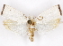  (Stenoma leucana - CCDB-29470-D07)  @14 [ ] CreativeCommons - Attribution (2017) CBG Photography Group Centre for Biodiversity Genomics