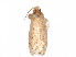  ( - CCDB-29470-D12)  @11 [ ] CreativeCommons - Attribution (2017) CBG Photography Group Centre for Biodiversity Genomics