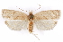  ( - CCDB-29470-E01)  @11 [ ] CreativeCommons - Attribution (2017) CBG Photography Group Centre for Biodiversity Genomics