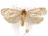  ( - CCDB-29470-E02)  @11 [ ] CreativeCommons - Attribution (2017) CBG Photography Group Centre for Biodiversity Genomics