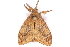  ( - CCDB-29470-G05)  @12 [ ] CreativeCommons - Attribution (2017) CBG Photography Group Centre for Biodiversity Genomics