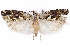  ( - CCDB-29470-H06)  @11 [ ] CreativeCommons - Attribution (2017) CBG Photography Group Centre for Biodiversity Genomics
