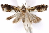  ( - CCDB-29470-H07)  @11 [ ] CreativeCommons - Attribution (2017) CBG Photography Group Centre for Biodiversity Genomics