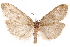  (Kawabeia ignavana - CCDB-29471-A03)  @11 [ ] CreativeCommons - Attribution (2018) CBG Photography Group Centre for Biodiversity Genomics