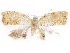  ( - CCDB-29471-A10)  @11 [ ] CreativeCommons - Attribution (2018) CBG Photography Group Centre for Biodiversity Genomics