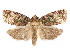 ( - CCDB-29471-B01)  @11 [ ] CreativeCommons - Attribution (2018) CBG Photography Group Centre for Biodiversity Genomics