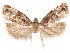  ( - CCDB-29471-B03)  @11 [ ] CreativeCommons - Attribution (2018) CBG Photography Group Centre for Biodiversity Genomics