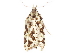  (Clarkenia miramundi - CCDB-29471-D05)  @11 [ ] CreativeCommons - Attribution (2018) CBG Photography Group Centre for Biodiversity Genomics