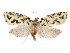  ( - CCDB-29471-D06)  @11 [ ] CreativeCommons - Attribution (2018) CBG Photography Group Centre for Biodiversity Genomics