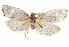  (Ptychocroca crocoptycha - CCDB-29471-G01)  @11 [ ] CreativeCommons - Attribution (2018) CBG Photography Group Centre for Biodiversity Genomics