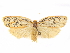  (Templemania sarothrura - CCDB-29471-H06)  @11 [ ] CreativeCommons - Attribution (2018) CBG Photography Group Centre for Biodiversity Genomics