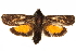  (Miscera triphaenoides - CCDB-29472-A12)  @11 [ ] CreativeCommons - Attribution (2018) CBG Photography Group Centre for Biodiversity Genomics