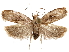  (Paraspastis - CCDB-29472-C04)  @11 [ ] CreativeCommons - Attribution (2018) CBG Photography Group Centre for Biodiversity Genomics