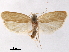  (Promenesta lithochroma - CCDB-29472-C07)  @11 [ ] CreativeCommons - Attribution (2018) CBG Photography Group Centre for Biodiversity Genomics