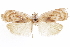  (Stenoma decora - CCDB-29472-C12)  @11 [ ] CreativeCommons - Attribution (2018) CBG Photography Group Centre for Biodiversity Genomics