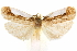  ( - CCDB-29472-D01)  @11 [ ] CreativeCommons - Attribution (2018) CBG Photography Group Centre for Biodiversity Genomics