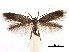  ( - CCDB-29472-D07)  @11 [ ] CreativeCommons - Attribution (2018) CBG Photography Group Centre for Biodiversity Genomics