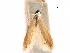  ( - CCDB-29472-E09)  @11 [ ] CreativeCommons - Attribution (2018) CBG Photography Group Centre for Biodiversity Genomics