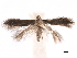  ( - CCDB-29472-F12)  @11 [ ] CreativeCommons - Attribution (2018) CBG Photography Group Centre for Biodiversity Genomics