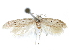  ( - CCDB-29474-A01)  @11 [ ] CreativeCommons - Attribution (2018) CBG Photography Group Centre for Biodiversity Genomics