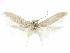  (Calosima H28B - CCDB-29474-A05)  @11 [ ] CreativeCommons - Attribution (2018) CBG Photography Group Centre for Biodiversity Genomics