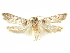  (Holcocera - CCDB-29474-C04)  @15 [ ] CreativeCommons - Attribution (2018) CBG Photography Group Centre for Biodiversity Genomics