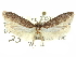  ( - CCDB-29474-D03)  @11 [ ] CreativeCommons - Attribution (2018) CBG Photography Group Centre for Biodiversity Genomics