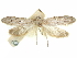  ( - CCDB-29474-D10)  @11 [ ] CreativeCommons - Attribution (2018) CBG Photography Group Centre for Biodiversity Genomics